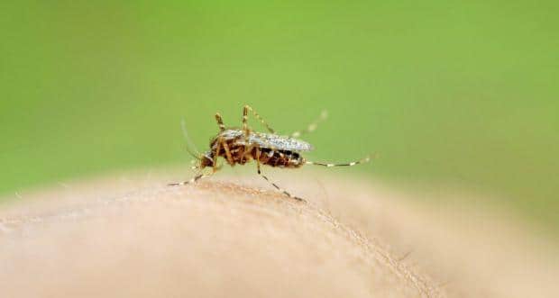 dengue