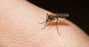 Study says Indian mosquitoes are very susceptible to Zika Virus