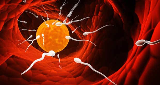 sperm quality