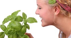 Enhance your beauty with tulsi or basil in 4 easy ways
