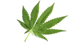 Can marijuana laced chewing gum treat irritable bowel syndrome?
