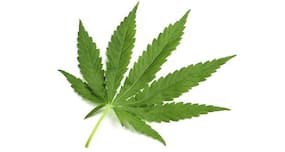 Marijuana use can lead to cognitive dysfunction in some HIV patients Marijuana use can lead to cognitive dysfunction in some HIV patients