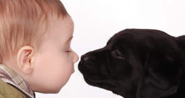 dogs and cancer 