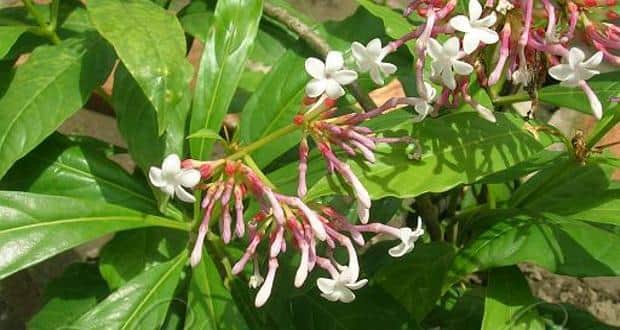 Sarpagandha for high BP