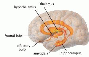 The amygdala and hypocampus