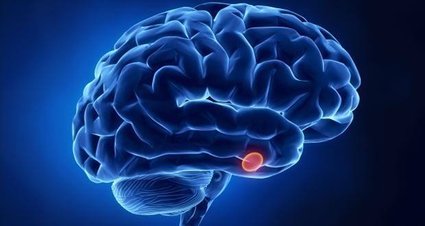 brain-cells1