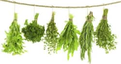10 healthy ayurvedic herbs you should grow at home