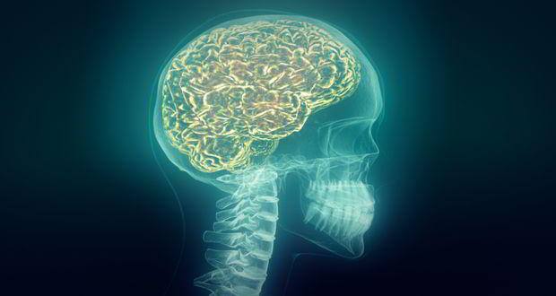 Human brain
