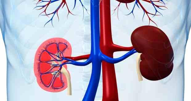 kidney-1