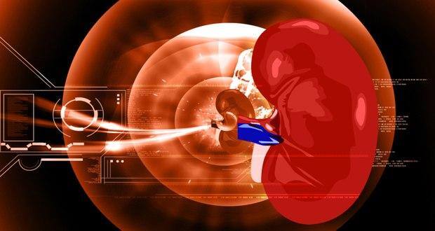 kidney-donation-rules