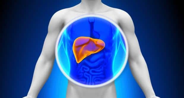 liver
