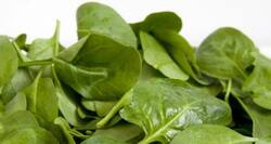 Buying spinach? Great, it is free of bacteria now!
