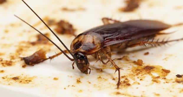 Indian scientists say that cockroach milk proteins can be a fantastic ...