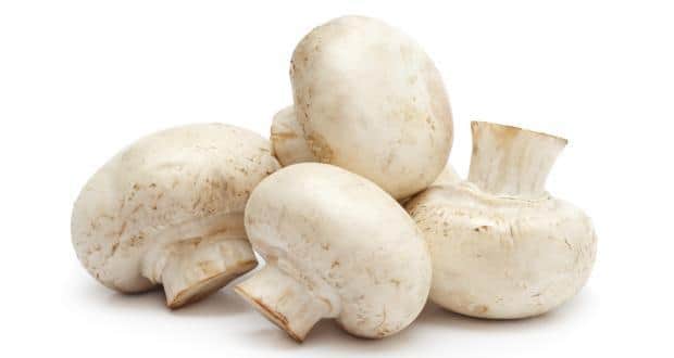 mushroom