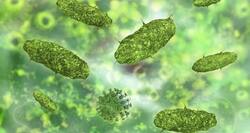 Faecal capsules can cure gut infection