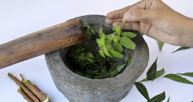 Chew tulsi leaves to get rid of common cold and cough