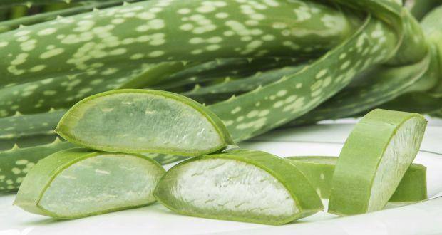 Aloe vera for cough and cold