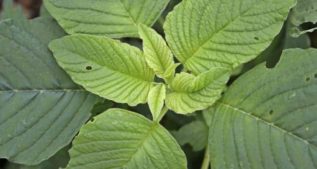 Top 10 Reasons To Eat Amaranth Leaves Or Cholai TheHealthSite