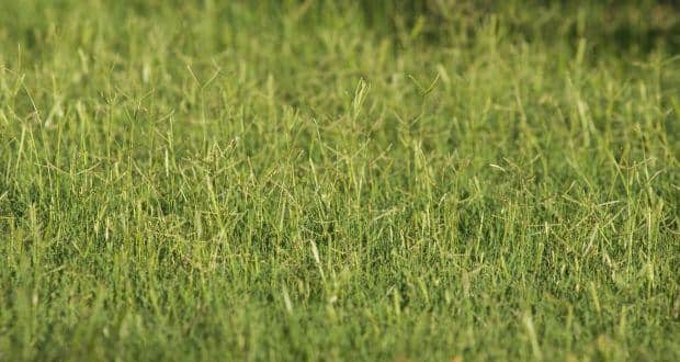 durva grass