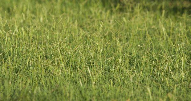 Health benefits of durva grass