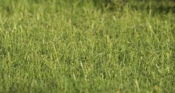 Top 9 health benefits of durva grass | TheHealthSite.com