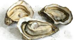 Love eating oysters? The one's from Goa have high levels of cadmium traces