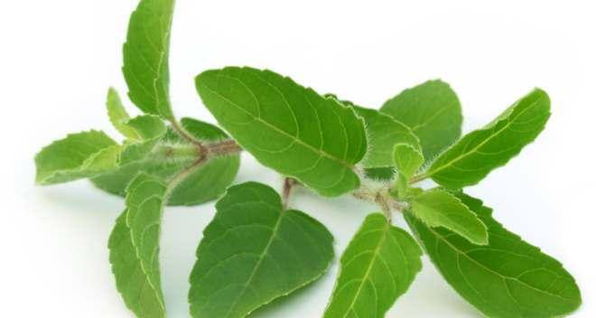 Tulsi or basil a home remedy for glowing skin TheHealthSite