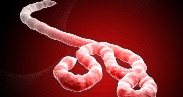 ebola- markel-news