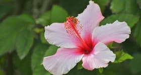 Curb hair loss with hibiscus or shoe flower home-made packs