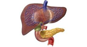 Hope for people with liver failure -- artificial livers now become a reality