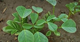 15 healthy reasons to eat methi or fenugreek