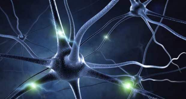 Neurons