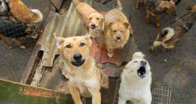We bet you didn’t know these facts about rabies