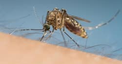 Dengue in Mumbai: South Mumbai reports over 500 cases in 30 days