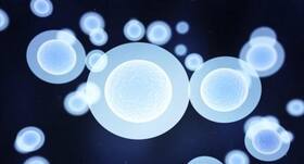 Stem cell therapy could help jump start the creation blood vessels
