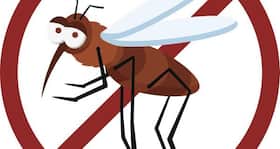 Dengue transmission decreases in warmer climate, says study