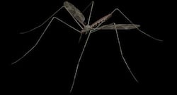 Delhi Dengue Update: Dengue cases rise to 158