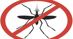 Dengue in Mumbai: 8 tips to prevent dengue