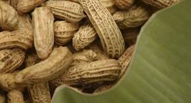 Peanuts may no longer cause allergies