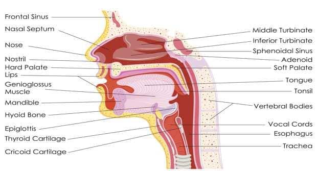 Throat anatomy