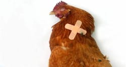 91,000 chickens culled amid bird flu outbreak at a Japan farm