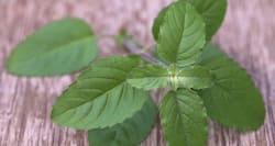 9 reasons holy basil or tulsi is great for health