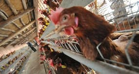 Developed -- bird flu vaccine that is 100% effective on chickens