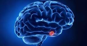 Here's how protein impacts intellectual disability and other neurodevelopmental disorders