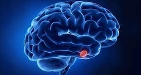 Human brain may help generate fructose Human brain may help generate fructose