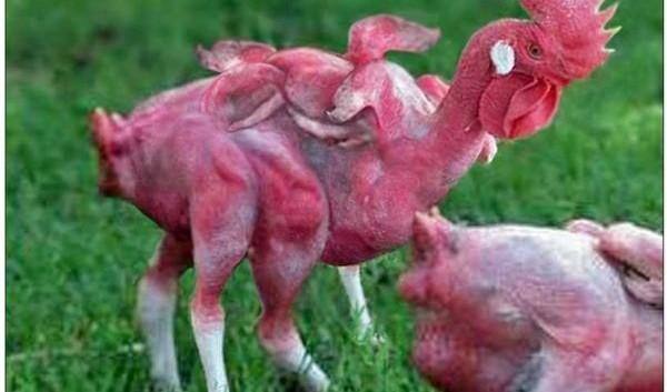 KFC chicken