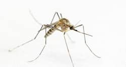 Dengue in Mumbai: Did media really 'hype' dengue menace in the city?