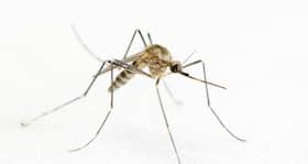Five more succumb to dengue in Delhi, official toll still 17