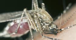 Dengue in Mumbai: Why did BMC fail to update the number of dengue deaths?