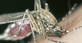 Dengue in Mumbai: Why did BMC fail to update the number of dengue deaths?